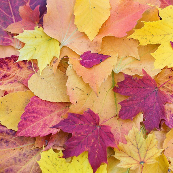 autumn leaves